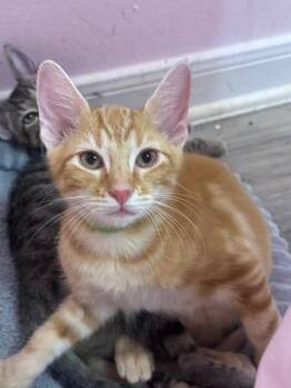 Rocket Propelled Grenade -  Domestic Short Hair Cat for Adoption in San Antonio, Texas - Rocket Propelled Grenade | PetCurious