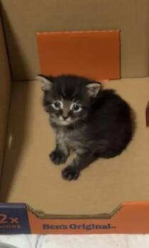 Domestic Short Hair Cats Available for Adoption in Wyoming, Michigan - Adonis | PetCurious