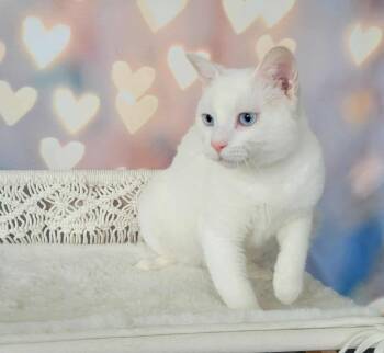 Domestic Short Hair Cats Available for Adoption in Greensburg, Pennsylvania - Midori | PetCurious