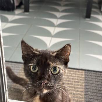 Domestic Short Hair Cats Available for Adoption - Luna | PetCurious