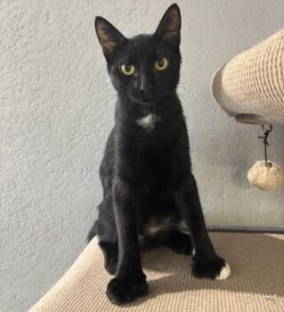 American Shorthair Cats Available for Adoption - Polydactyl BENITO | PetCurious