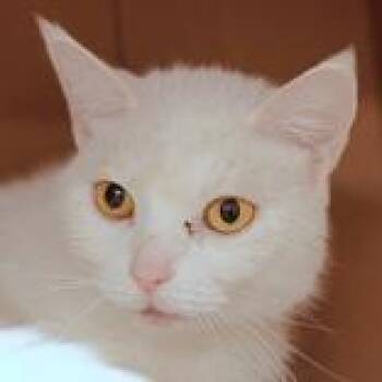 Domestic Short Hair Cats Available for Adoption in Hilliard, Ohio - Kisses | PetCurious