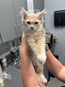 Butters -  Domestic Long Hair Cat for Adoption in Bloomington, Indiana - Butters | PetCurious
