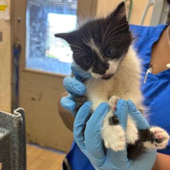 Domestic Short Hair Cats Available for Adoption in Birmingham, Alabama - Taurus | PetCurious