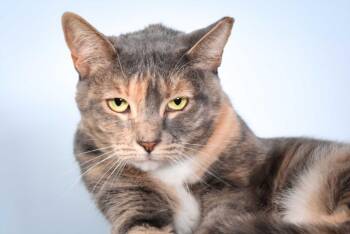Rescue Domestic Short Hair Cats for Adoption in Loveland, Colorado - FILI | PetCurious