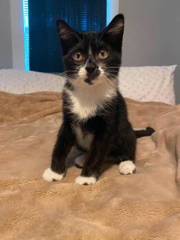 Simon -  Domestic Short Hair Cat for Adoption in Maryville, Missouri - Simon | PetCurious