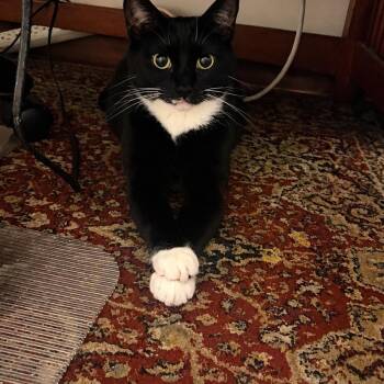 Maddy -  Tuxedo and Domestic Short Hair Cat for Adoption in Mastic, New York - Maddy | PetCurious