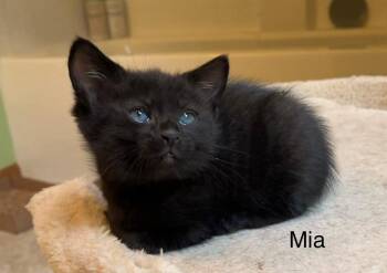 Mia -  Domestic Short Hair Cat for Adoption in Dorr, Michigan - Mia | PetCurious