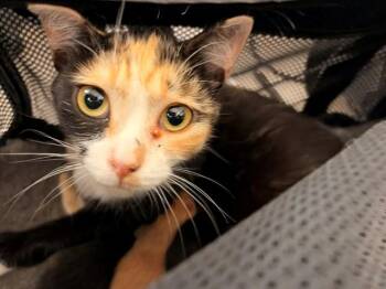 COCO CHANEL -  Domestic Short Hair Cat for Adoption in Rancho Cucamonga, California - COCO CHANEL | PetCurious
