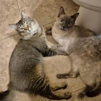 Lucia 2 -  Domestic Short Hair and Siamese Cat Available for Adoption in Tucson, Arizona - Lucia 2 | PetCurious