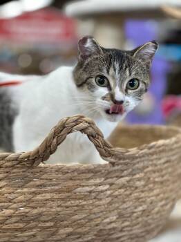 Rescue Domestic Short Hair Cats for Adoption in Calgary, Alberta - Matilda | PetCurious