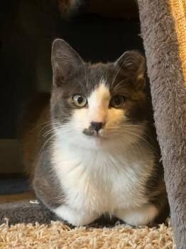 Domestic Short Hair Cats Available for Adoption - Ozzy | PetCurious