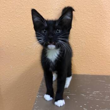 Domestic Short Hair Cats Available for Adoption in Fresno, California - Deli Darla | PetCurious