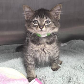 Dobbie Arywan -  Domestic Short Hair Cat for Adoption in Fort Wayne, Indiana - Dobbie Arywan | PetCurious