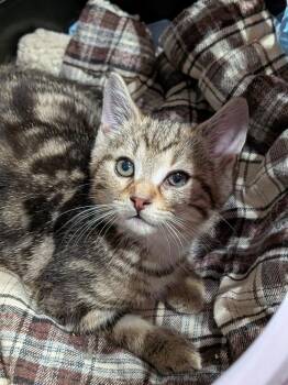 Domestic Short Hair Cats Available for Adoption - Spike | PetCurious