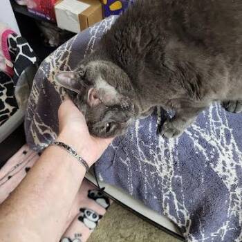 Sky -  Russian Blue Cat for Adoption in South Elgin, Illinois - Sky | PetCurious