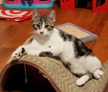 Rebel -  Domestic Short Hair Cat for Adoption in Topsham, Maine - Rebel | PetCurious