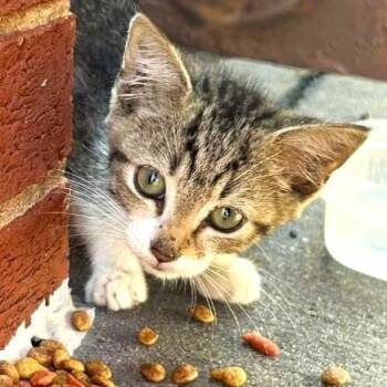 Beaugregory (aka BG) -  Tabby and Domestic Short Hair Cat for Adoption in Smithfield, North Carolina - Beaugregory (aka BG) | PetCurious