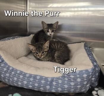 Tigger -  Domestic Short Hair Cat for Adoption in Ruskin, Florida - Tigger | PetCurious