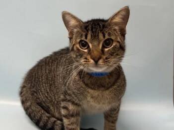 Simba -  Domestic Short Hair Cat for Adoption in Golden Valley, Minnesota - Simba | PetCurious