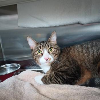 Domestic Short Hair Cats Available for Adoption - Samson | PetCurious