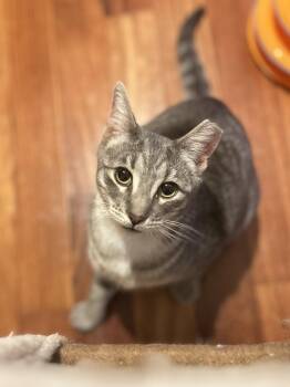Tabby and Domestic Short Hair Cats Available for Adoption - Luigi (playful / Loving / Fun) | PetCurious