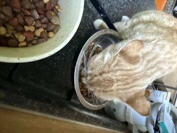 Rescue Domestic Short Hair Cats for Adoption in Pleasant Valley, New York - Gabby | PetCurious