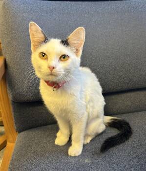 Domestic Short Hair Cats Available for Adoption - Pam | PetCurious