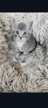 Domestic Short Hair Cats Available for Adoption in Lewis Center, Ohio - Silver (Hilltop Greys Part 1 3) | PetCurious