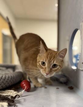 Christopher -  Domestic Short Hair Cat for Adoption in Eagle, Colorado - Christopher | PetCurious