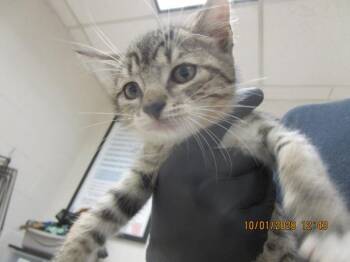 Gomez(620) -  Domestic Short Hair Cat for Adoption in Marietta, Georgia - Gomez(620) | PetCurious