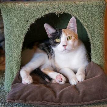 Marmalade -  Domestic Short Hair Cat for Adoption in Jackson, Wyoming - Marmalade | PetCurious