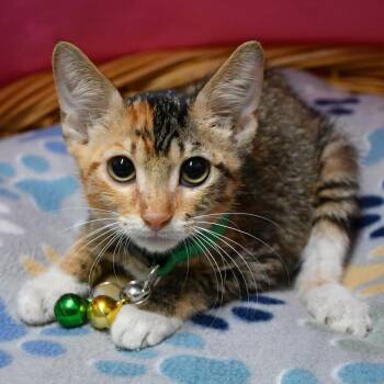 Flabersgated -  Domestic Short Hair Cat for Adoption in Beaumont, Texas - Flabersgated | PetCurious