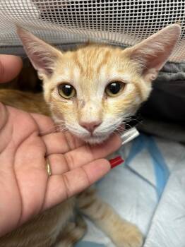 Elliot -  Domestic Short Hair Cat for Adoption in Ontario, California - Elliot | PetCurious