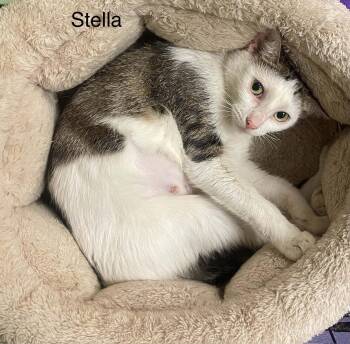 Stella 2 -  Tabby Cat for Adoption in Wyandotte, Michigan - Stella 2 | PetCurious