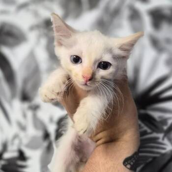 Domestic Long Hair Cats Available for Adoption in Wahiawa, Hawaii - Yoshi | PetCurious