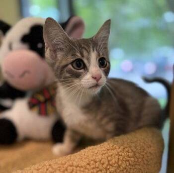 Ajax -  Domestic Short Hair Cat for Adoption in Midland, Virginia - Ajax | PetCurious