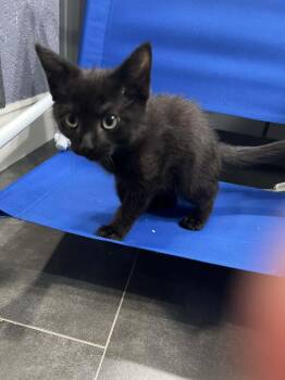 Bruno -  Domestic Medium Hair Cat for Adoption in Visalia, California - Bruno | PetCurious