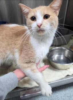 Arnie -  Domestic Short Hair Cat for Adoption in Metamora, Illinois - Arnie | PetCurious