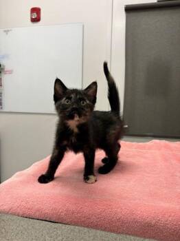 Jelly -  Domestic Short Hair Cat for Adoption in Kansas City, Missouri - Jelly | PetCurious
