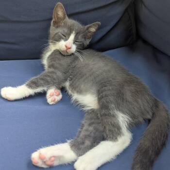 Domestic Short Hair Cats Available for Adoption in Richmond, Virginia - Saucony | PetCurious