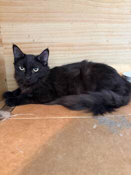 Penfour "Pelito -  Turkish Angora and Domestic Medium Hair Cat for Adoption in New Braunfels, Texas - Penfour "Pelito | PetCurious