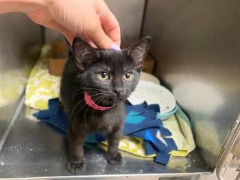 MINT -  Domestic Short Hair Cat for Adoption in Fort Wayne, Indiana - MINT | PetCurious