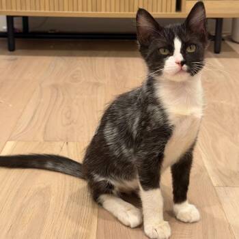 Blaze -  Domestic Short Hair Cat for Adoption in Sunnyvale, California - Blaze | PetCurious
