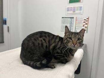Domestic Short Hair Cats Available for Adoption in Kansas City, Missouri - Saul Midman | PetCurious