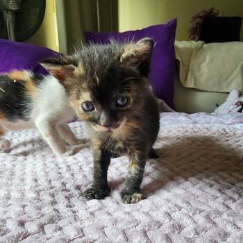 Deep Dish -  Domestic Short Hair Cat for Adoption in Los Angeles, California - Deep Dish | PetCurious
