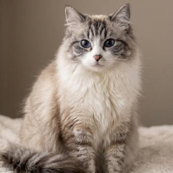 Ragdoll and Tabby Cats Available for Adoption in Toronto, Ontario - Sapphire And Muffin (The Mother/daughter Duo) | PetCurious