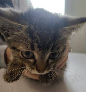 Wilma -  Domestic Short Hair Cat for Adoption in Lafayette, Indiana - Wilma | PetCurious