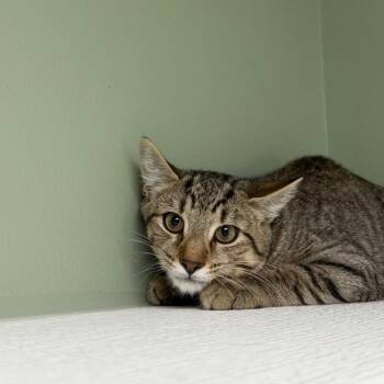 Frank Reynolds -  Domestic Short Hair Cat for Adoption in State College, Pennsylvania - Frank Reynolds | PetCurious