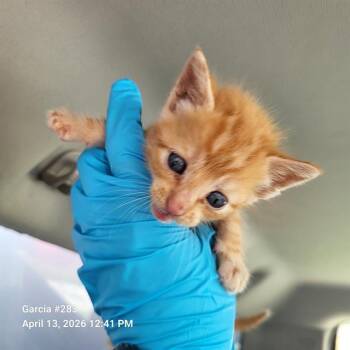 Domestic Short Hair Cats Available for Adoption in San Antonio, Texas - OREN | PetCurious